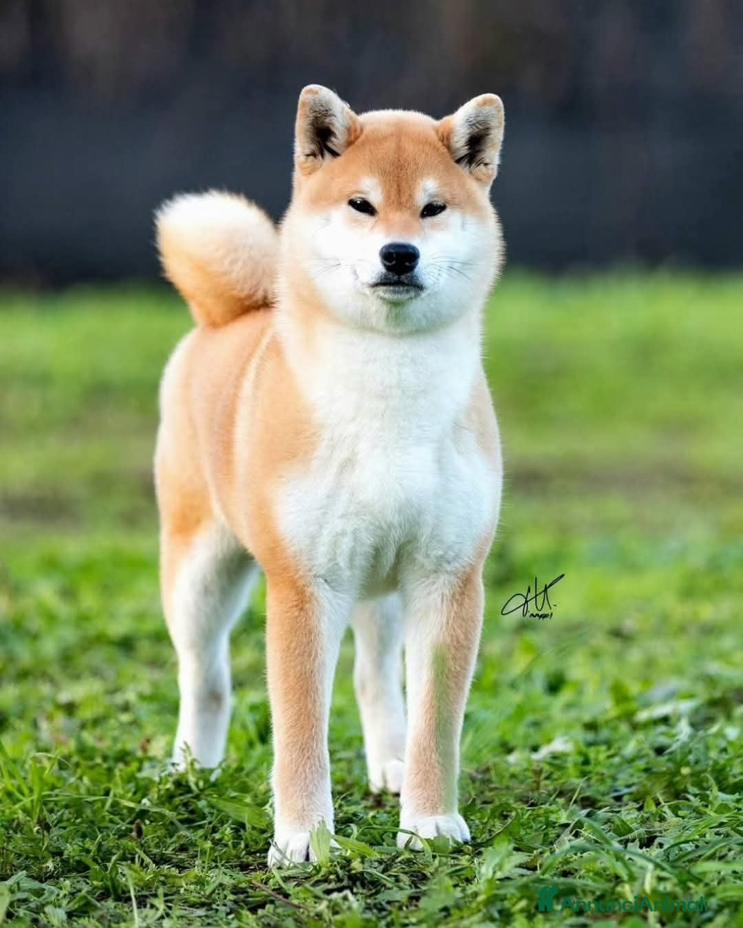 Shiba Inu cani in vendita: SHIBA INU CUCCIOLI  - Annuncio 12