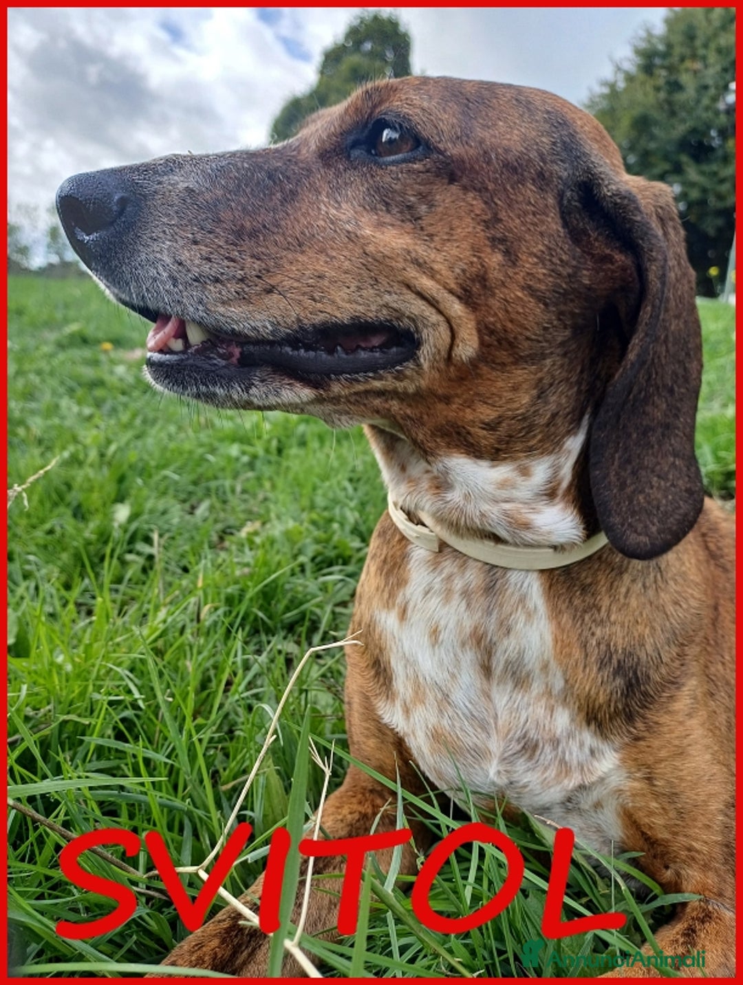 Segugio Maremmano cani in regalo: AIUTO PER SVITOL SEGUGIETTA 5 ANNI STA MEGLIO MA  a Città metropolitana di Milano - Annuncio 1