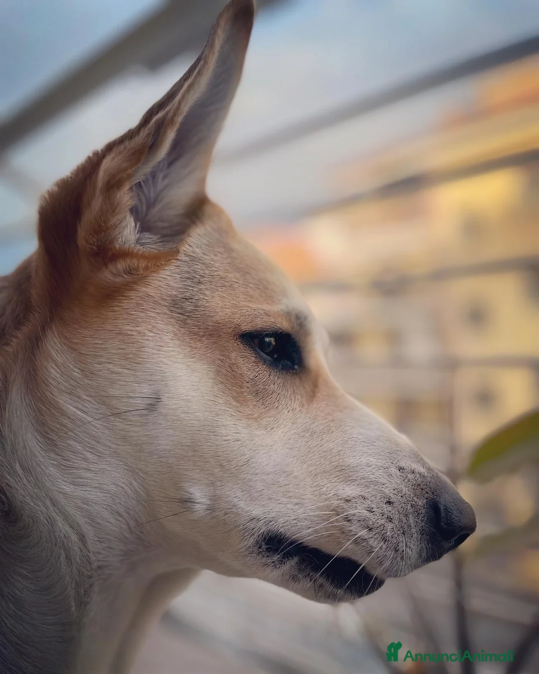 Meticcio cani in regalo: India cerca nuova famiglia  - Annuncio 2