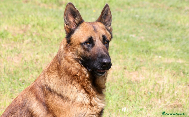 Altre razze cani - Annuncio 12