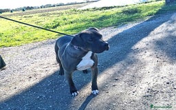 Pitbull cani in regalo: SIMONE, PIT BULL COLOR GRIGIO  a Provincia di Latina - Immagine 8