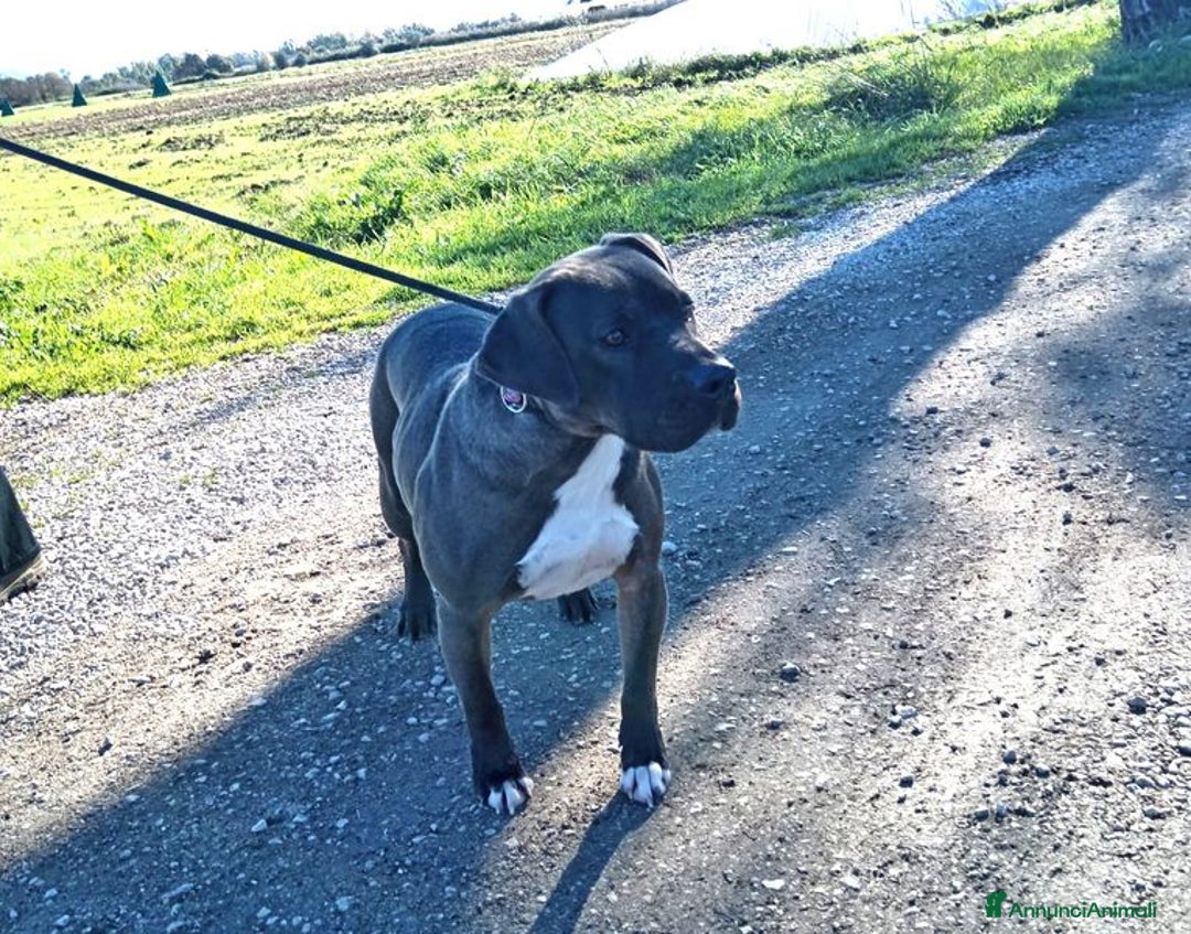 Pitbull cani in regalo: SIMONE, PIT BULL COLOR GRIGIO  a Provincia di Latina - Immagine 8