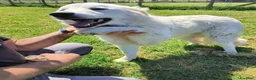 Pastore Maremmano cani in regalo: SVEN, cucciolone di pastore abruzzese - Annuncio 4