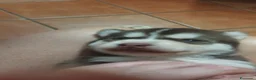 Husky cani in vendita: Cuccioli di husky  a Città metropolitana di Roma Capitale - Annuncio 3