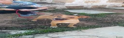 Meticcio cani in regalo: GIGIA  BEAU - Annuncio 4