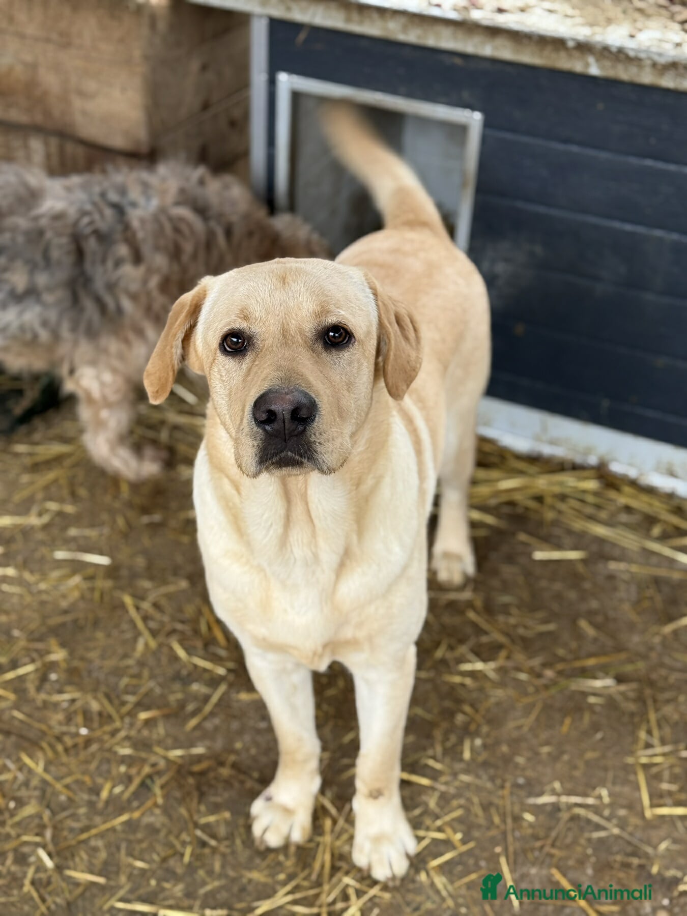 Labrador cani RIO, stupendo mix LABRADOR dolcissimo! - Annuncio 31