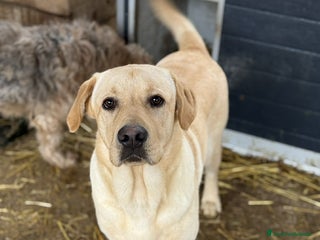 Labrador cani RIO, stupendo mix LABRADOR dolcissimo! - Annuncio 7