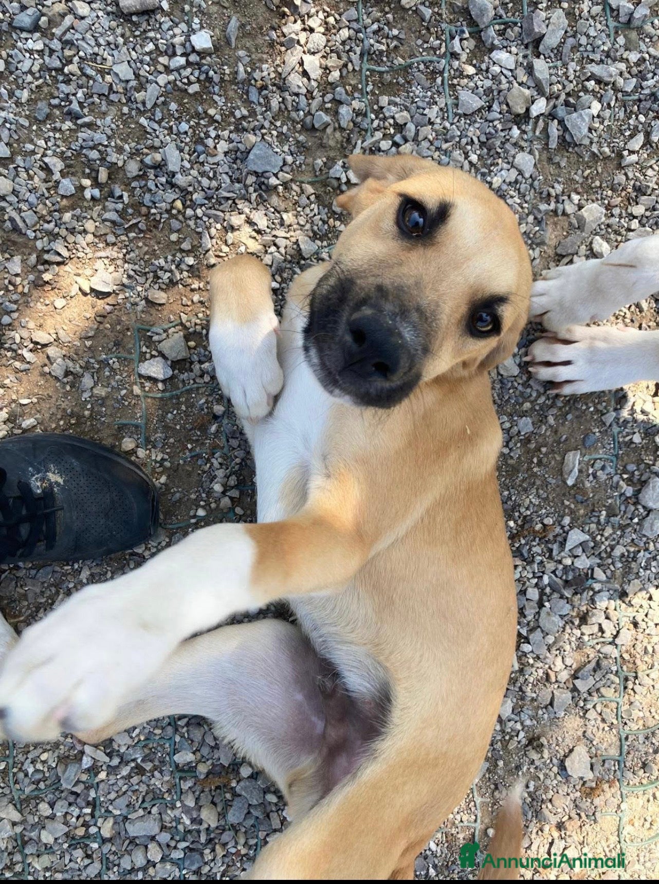 Meticcio cani Frank dolcissimo cucciolo caffellatte a Lecco - Annuncio 6