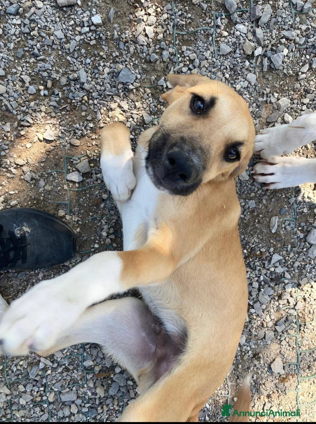 Meticcio cani in regalo: Frank dolcissimo cucciolo caffellatte a Lecco - Annuncio 1
