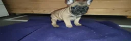 Bulldog Francese cani in vendita: Ultima cucciola di Bulldog francese cream - Annuncio 20