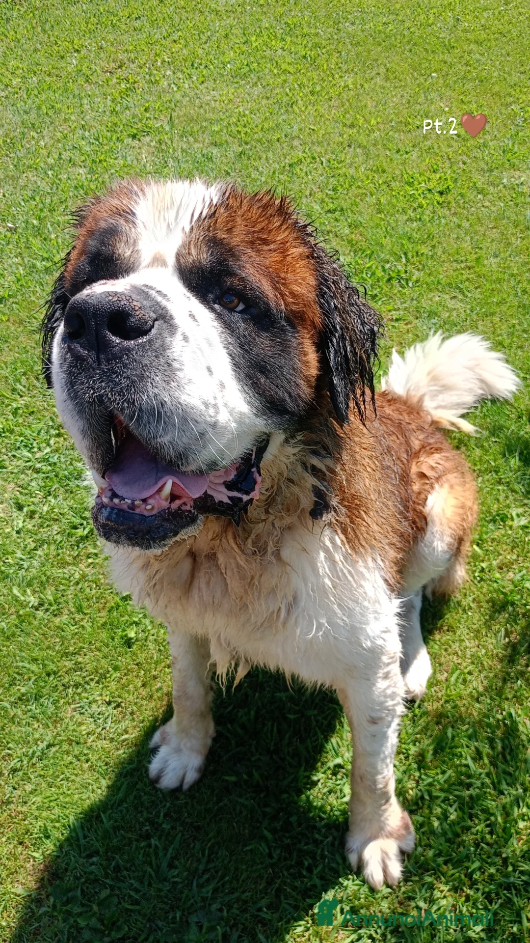 San Bernardo cani San Bernardo  - Annuncio 1