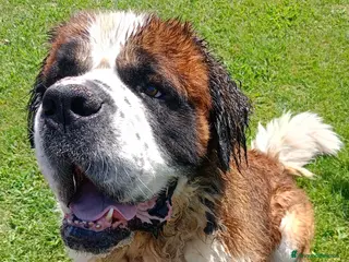 San Bernardo cani San Bernardo - Annuncio 25