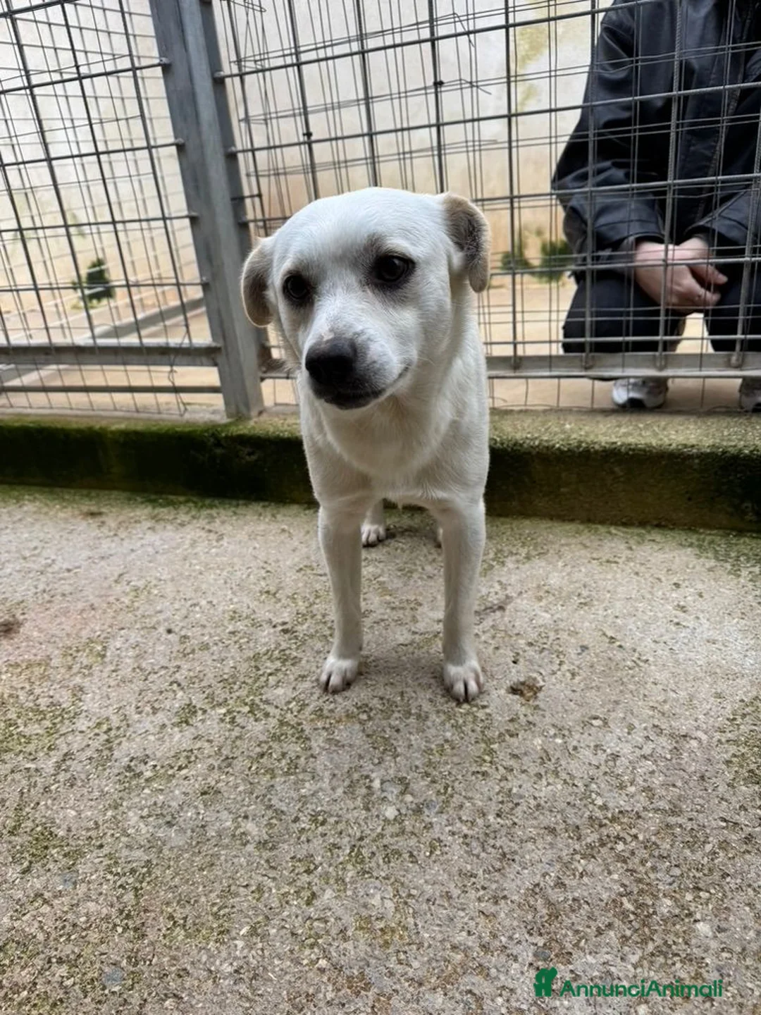 Meticcio cani in regalo: Boris: 1 anno taglia piccola  - Annuncio 7