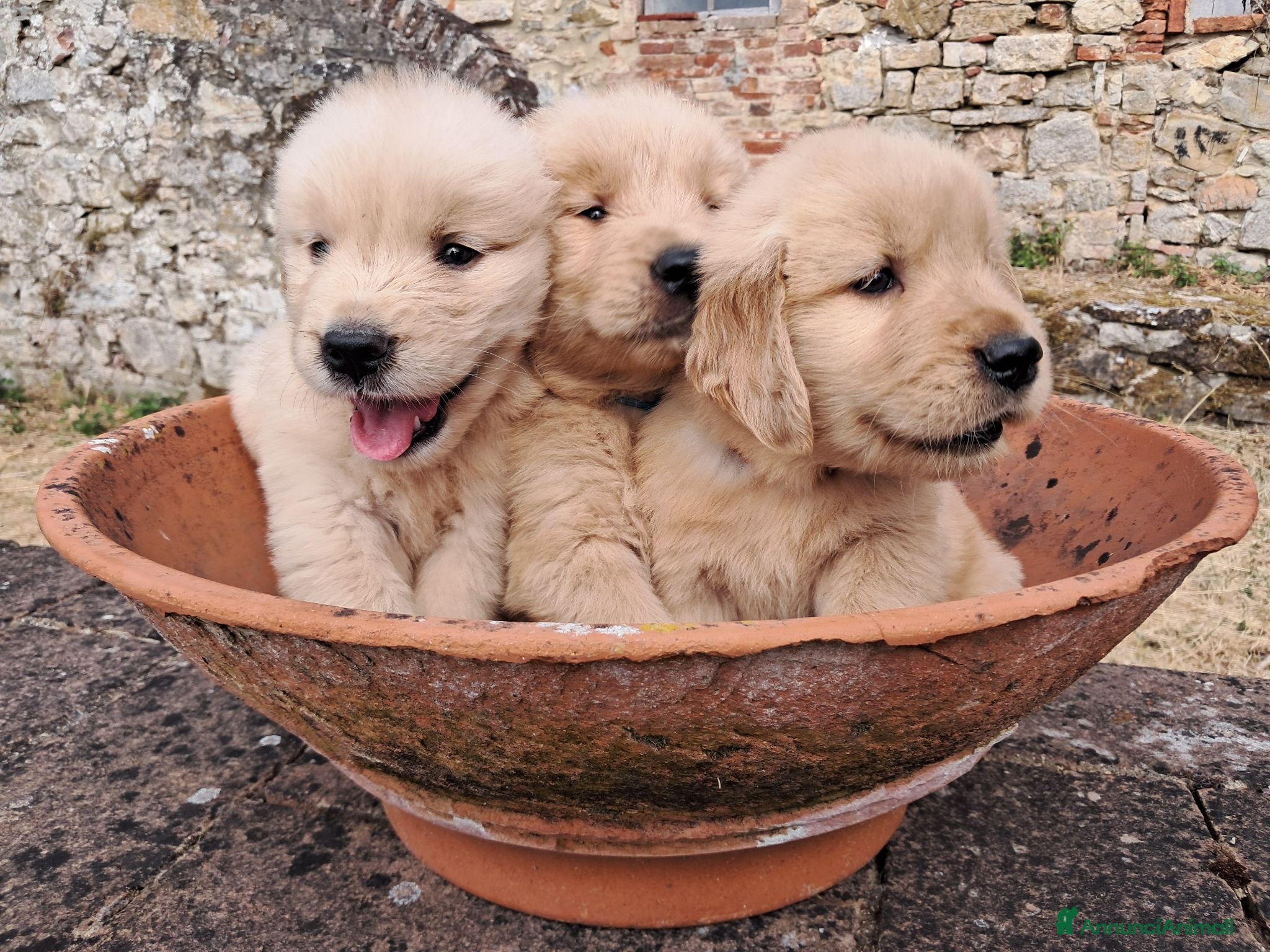 Golden Retriever cani Cuccioli Golden Retriever Americano  - Annuncio 1
