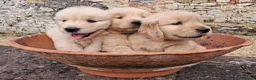 Golden Retriever cani in vendita: Cuccioli Golden Retriever Americano  a Provincia di Siena - Annuncio 1