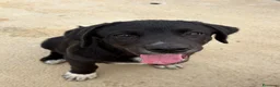 Meticcio cani in regalo: CILIEGIA E TOBY, - Annuncio 5