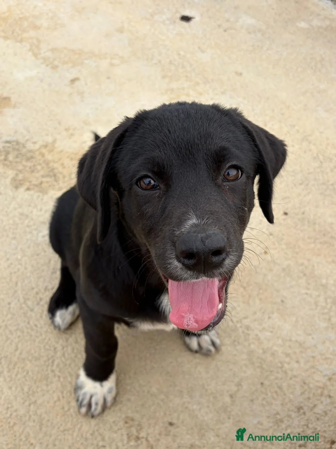 Meticcio cani in regalo: CILIEGIA E TOBY, - Annuncio 5
