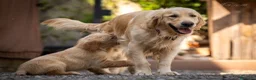 Golden Retriever cani in vendita: Ultimi cuccioli disponibili - Annuncio 4