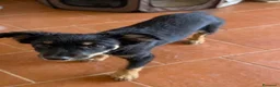 Meticcio cani in regalo: Alma  - Annuncio 1