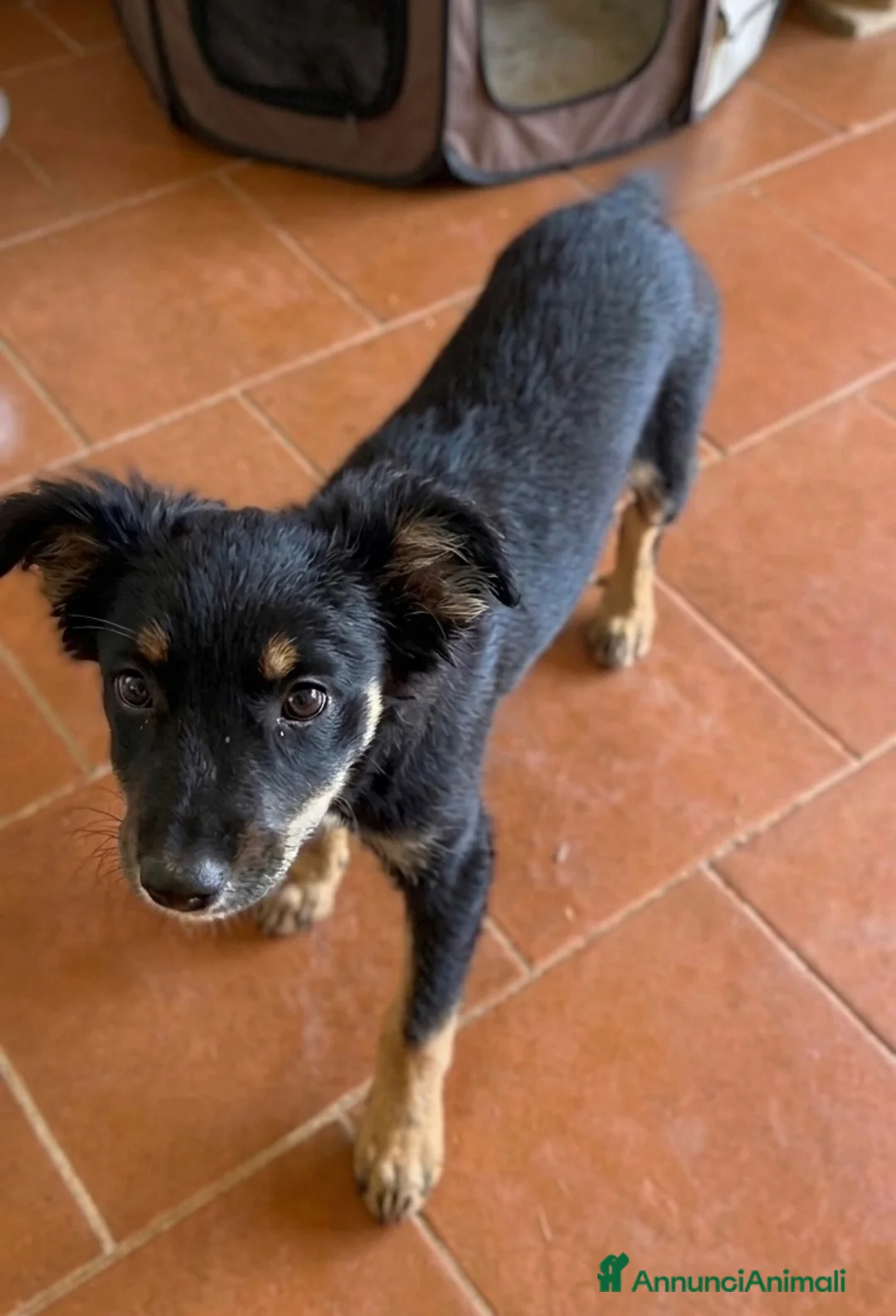 Meticcio cani in regalo: Alma  - Annuncio 1