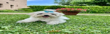 Maltese Cucciolo 1