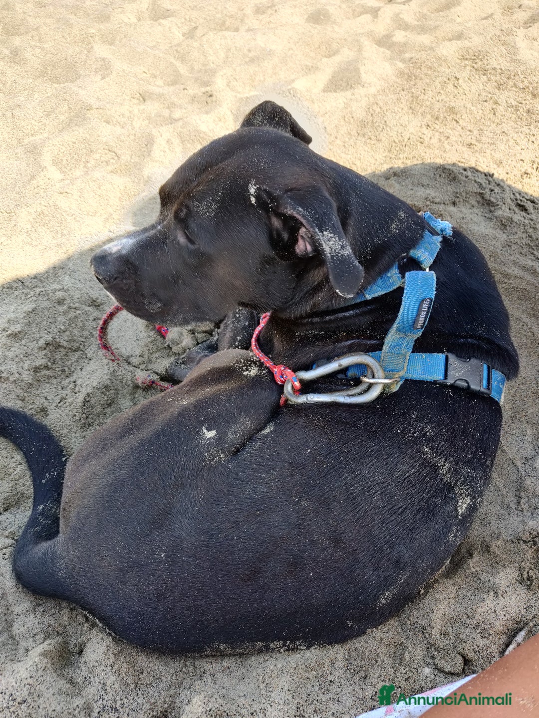 American Staffordshire cani per accoppiamento: Offro gratis meraviglioso Amstaff x accoppiamento a Città metropolitana di Milano - Immagine 4