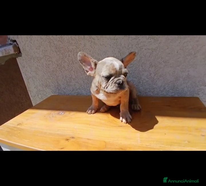 Bulldog Francese cani Bulldog francese blu and tan - Annuncio 25
