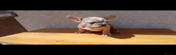 Bulldog Francese cani in vendita: Bulldog francese blu and tan - Annuncio 1