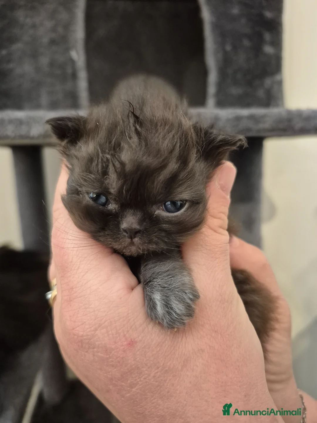 Persiano gatti in vendita: Cuccioli di gatto persiano  - Annuncio 2