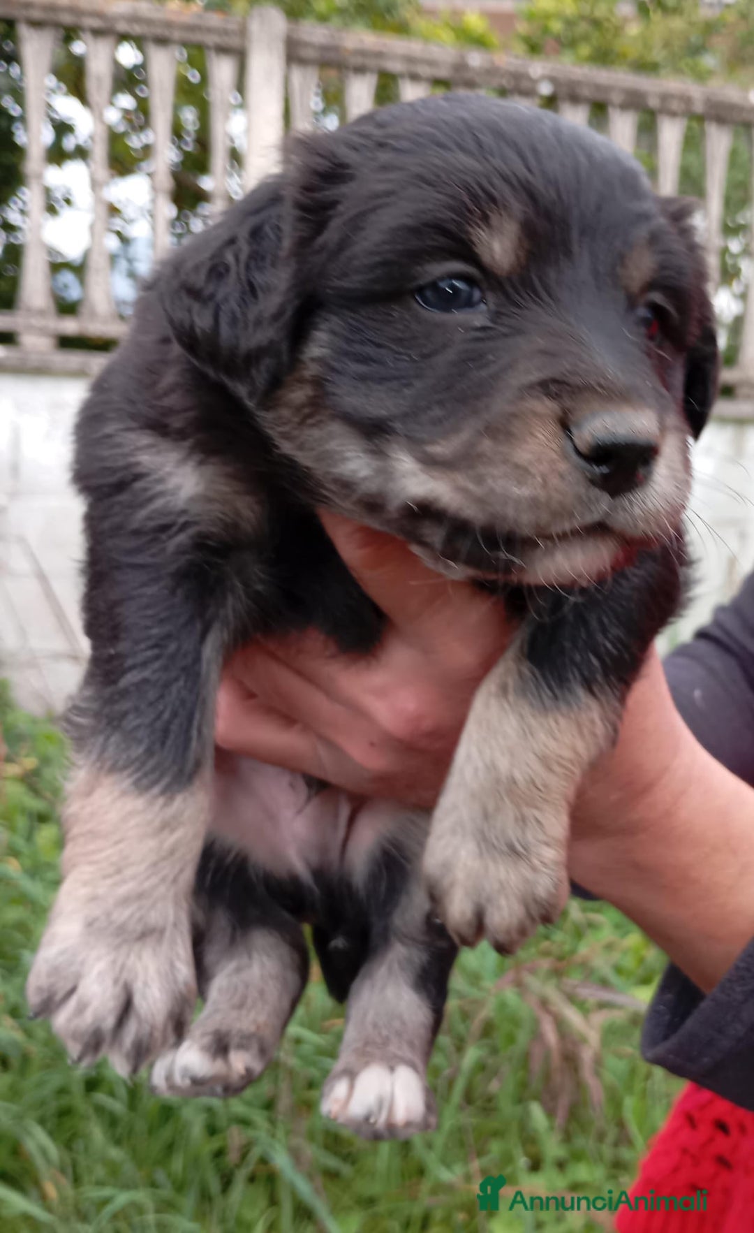 Altre razze cani in regalo: Cuccioli di taglia media piccola  - Annuncio 4