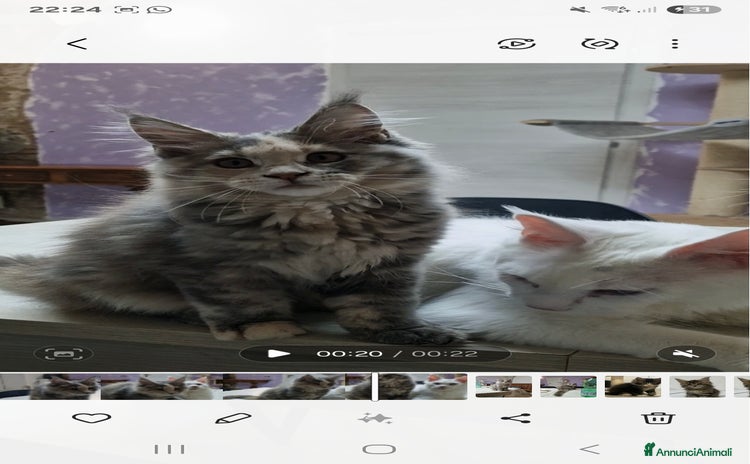 Maine Coon gatti a Provincia di Siena - Annuncio 3