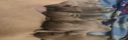 Bulldog Francese cani in vendita: Cuccioli di bulldog francese - Annuncio 4