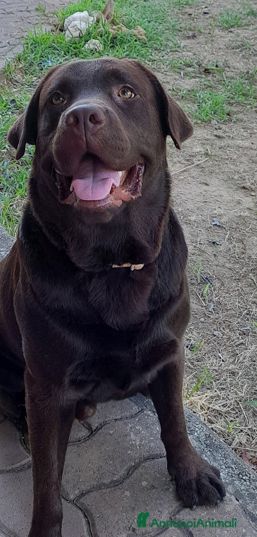 Labrador cani Labrador maschio cioccolato per accoppiamento  - Annuncio 2