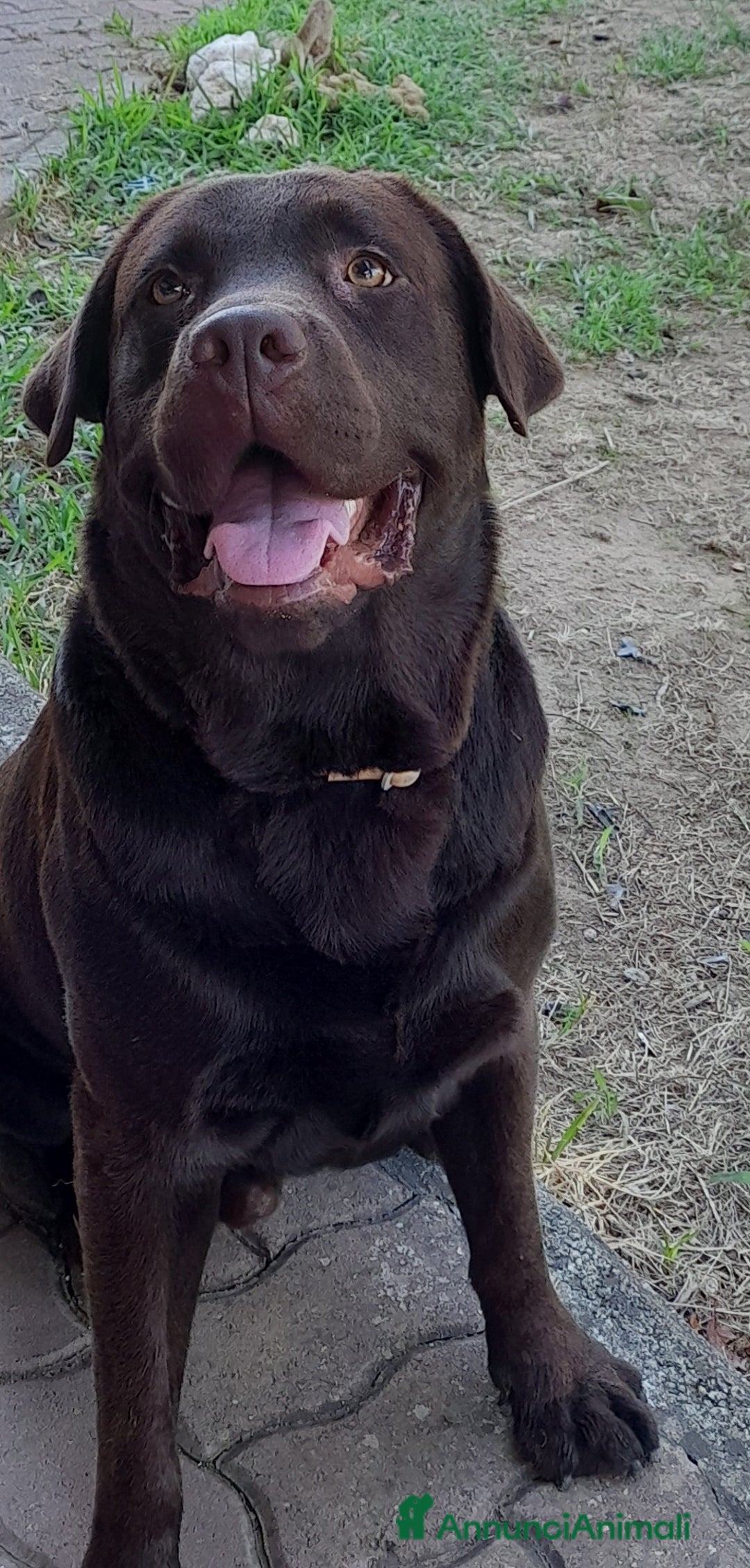 Labrador cani per accoppiamento: Labrador maschio cioccolato per accoppiamento  - Annuncio 2
