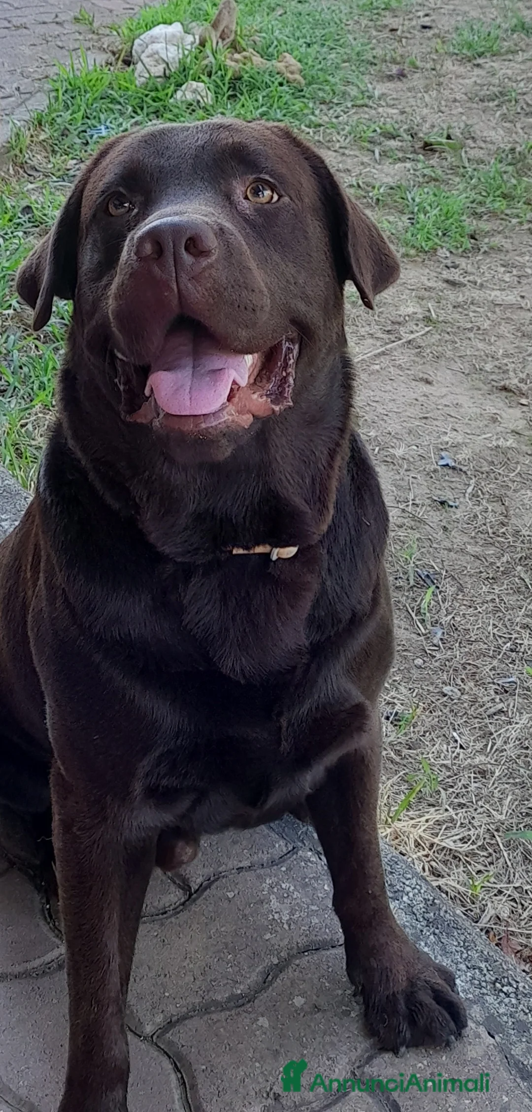 Labrador cani per accoppiamento: Labrador maschio cioccolato per accoppiamento  - Annuncio 2