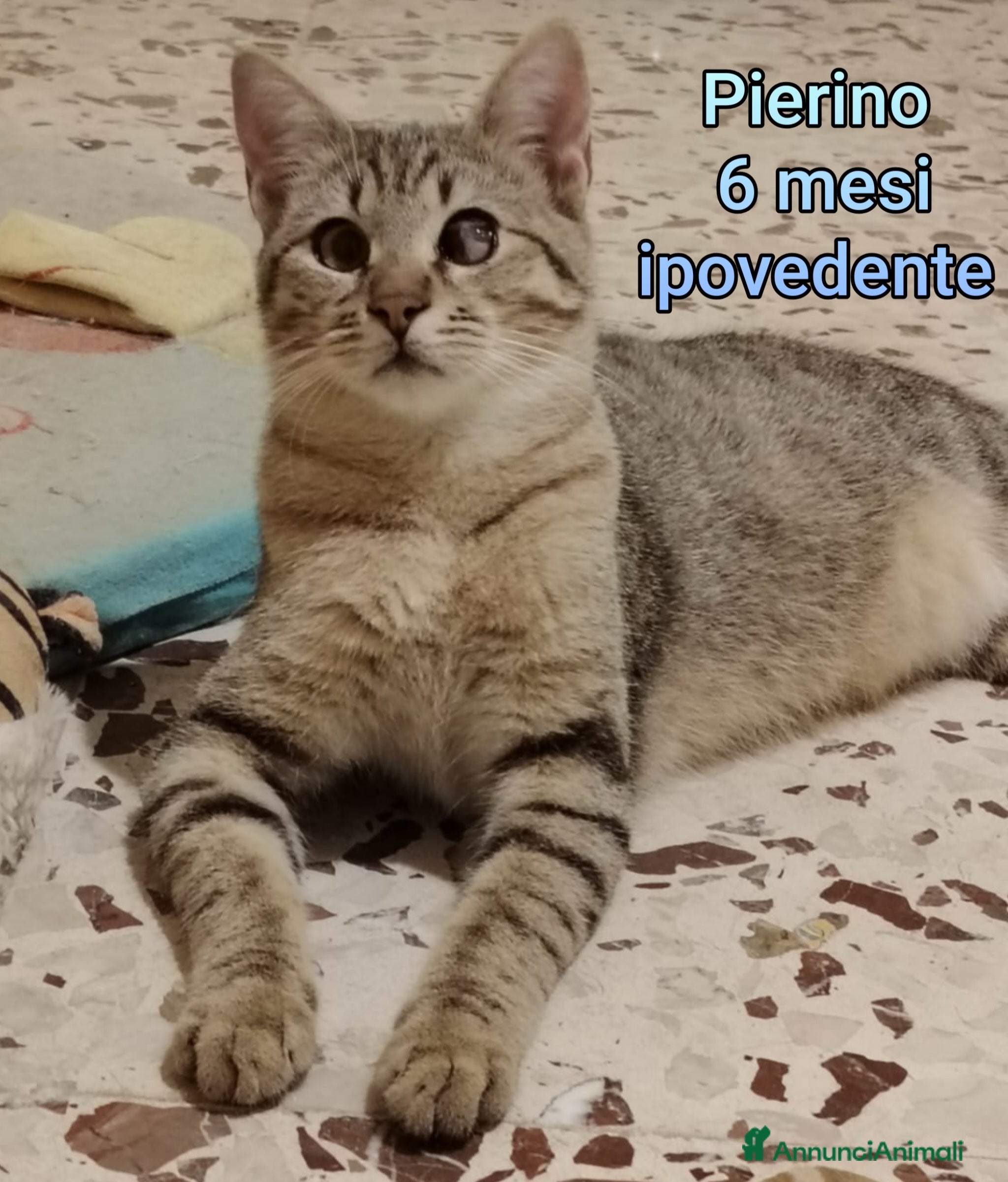 Europeo gatti TANTI MICINI SOLI!!!  - Annuncio 2