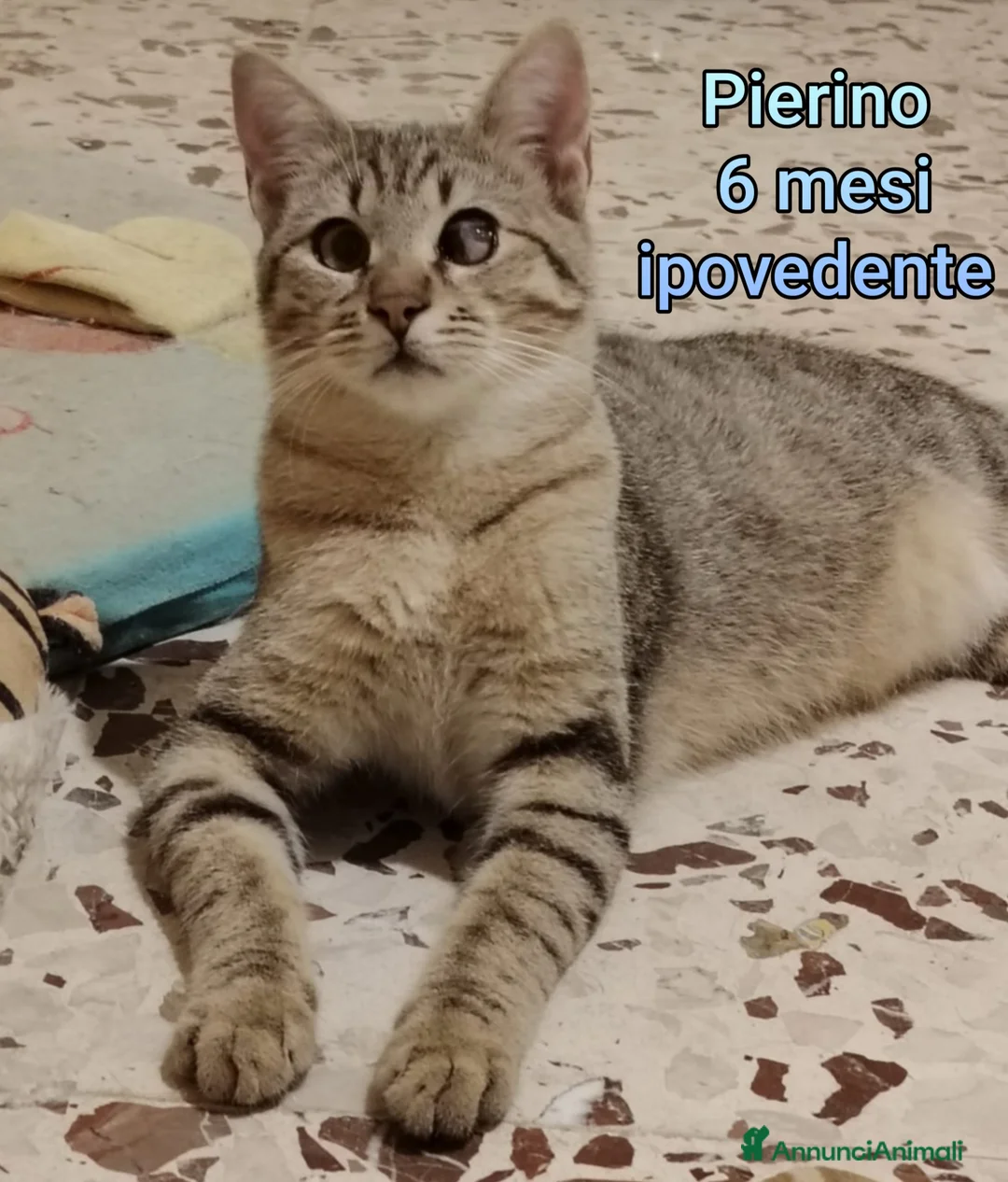 Europeo gatti in regalo: TANTI MICINI SOLI!!!  - Annuncio 2