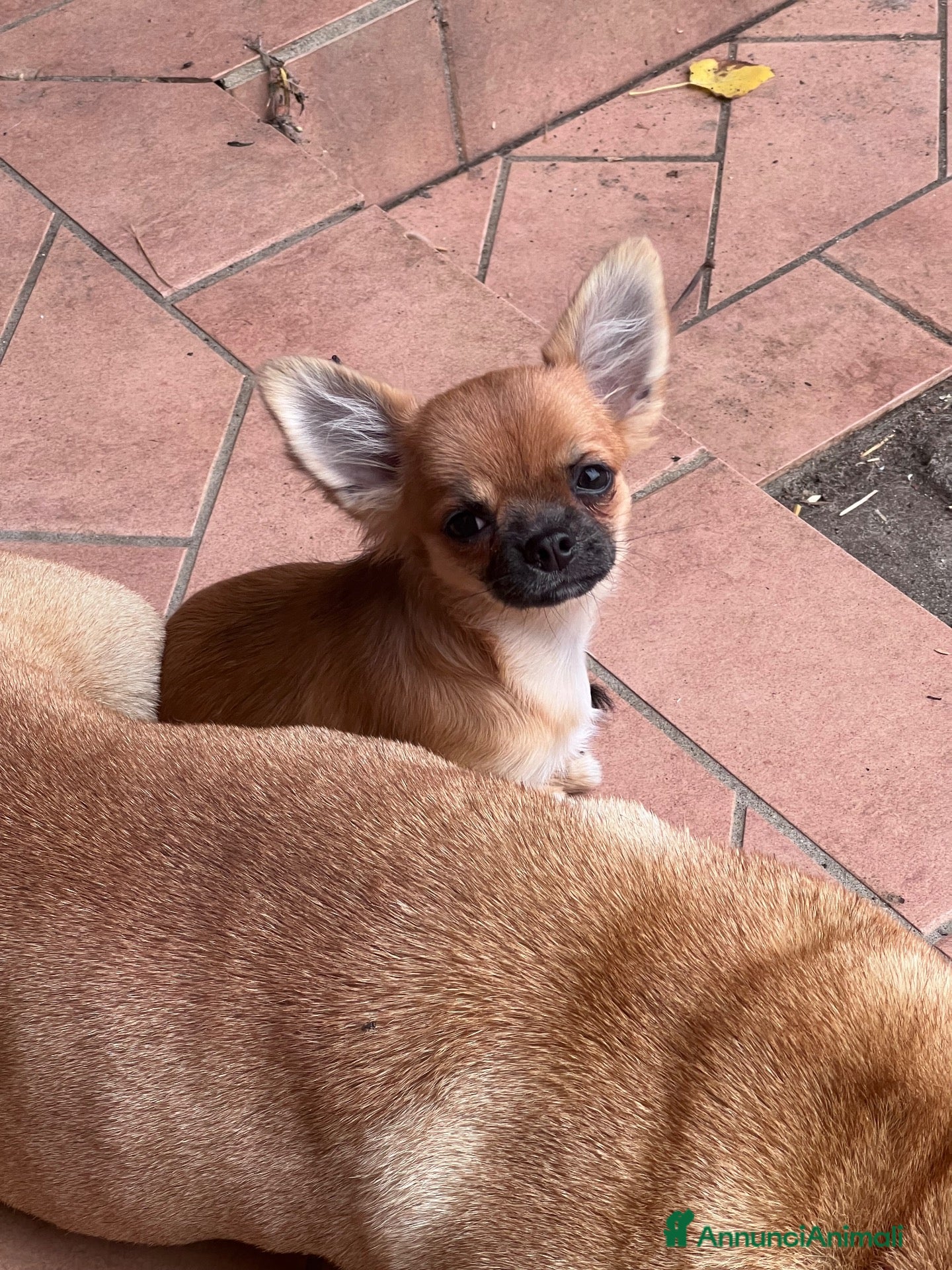 Chihuahua cani Ultime 3 meraviglie a pelo lungo  - Annuncio 9