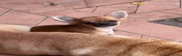 Chihuahua cani in vendita: Ultime 3 meraviglie a pelo lungo  - Annuncio 1