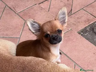 Chihuahua cani Ultime 3 meraviglie a pelo lungo - Annuncio 1