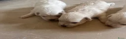 Maltese cani in vendita: Vendo maltesi - Annuncio 7