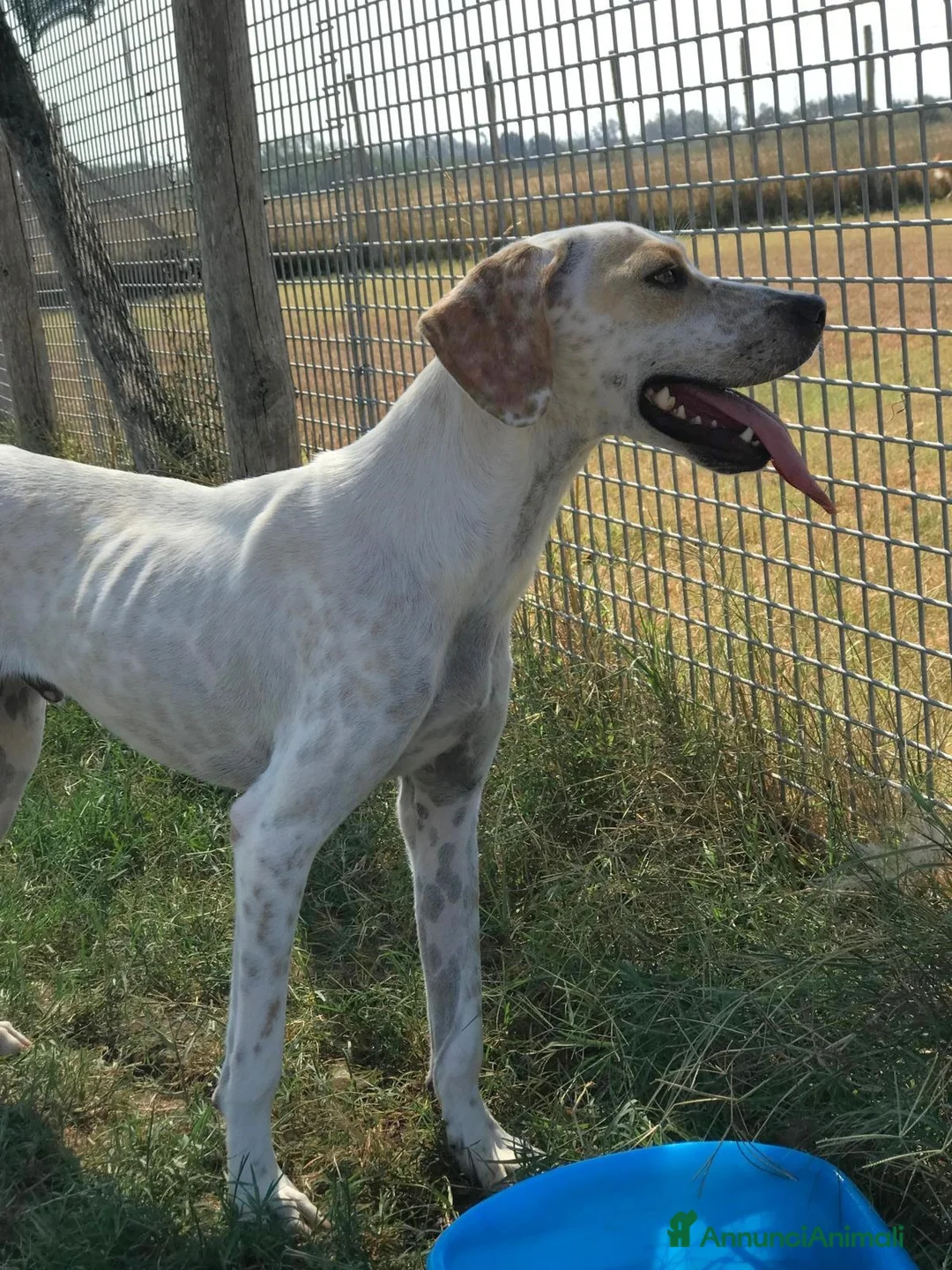 Pointer cani in regalo: TORO cucciolone derivato pointer in adozione a Provincia di Latina - Annuncio 3