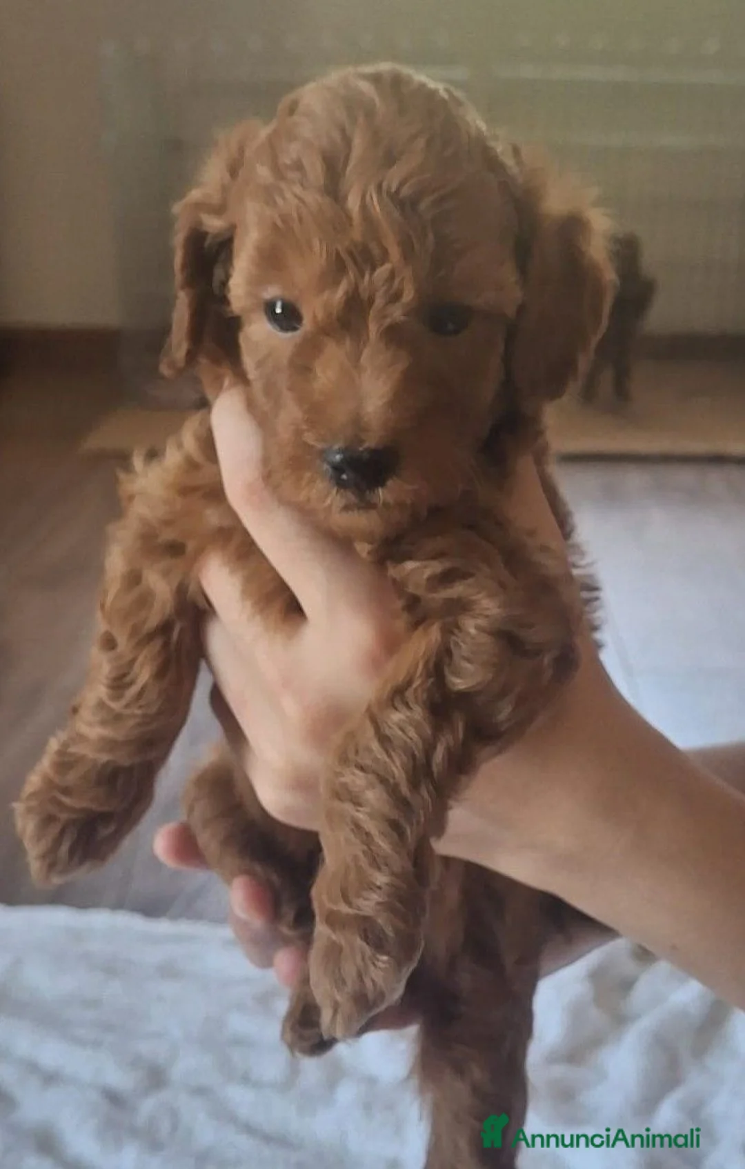 Barboncino cani in vendita: Barbonici Nano - Annuncio 5