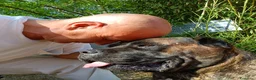 Cane Corso cani in vendita: Cuccioli CANE CORSO speciali - Annuncio 1