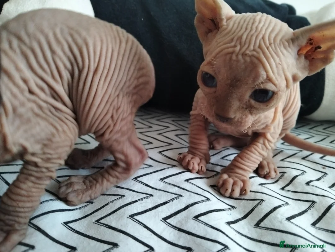 Sphynx gatti in vendita: Gattini Sphynx  - Annuncio 4