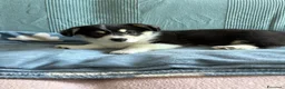 Corgi Pembroke cani in vendita: Cucciolo Welsh Corgi Pembroke - Annuncio 5