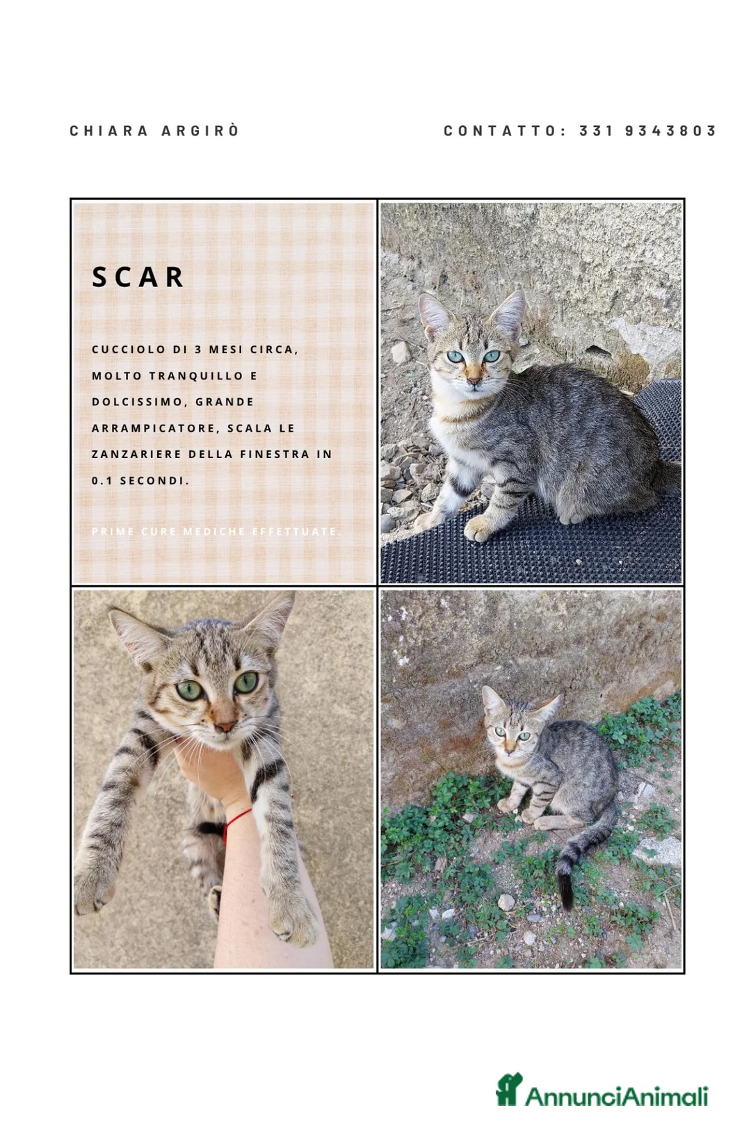 Meticcio gatti in regalo: Regalo cuccioli, 2 maschi e 1 femmina  - Annuncio 2