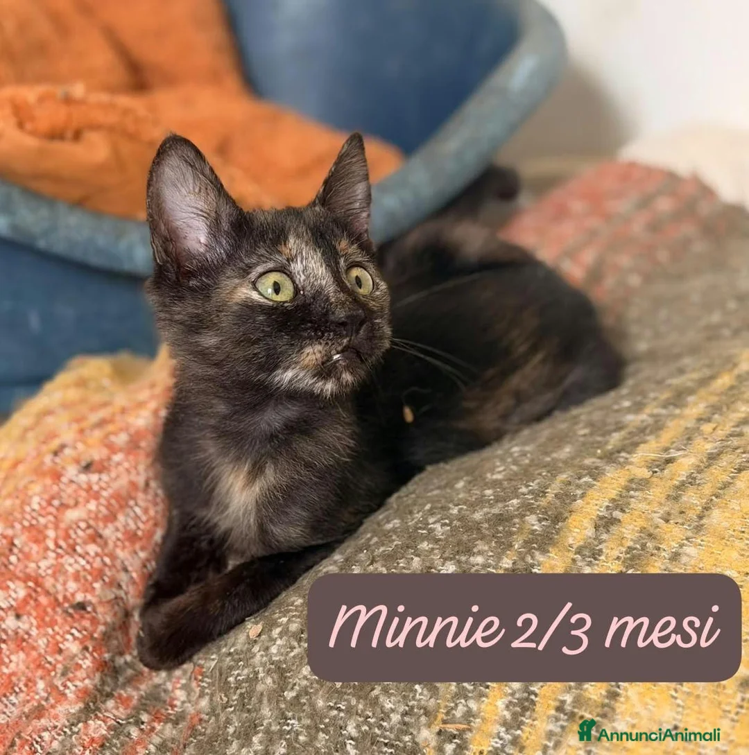 Altre razze gatti in regalo: Gattini destinati alla colonia a Provincia di Ferrara - Annuncio 2