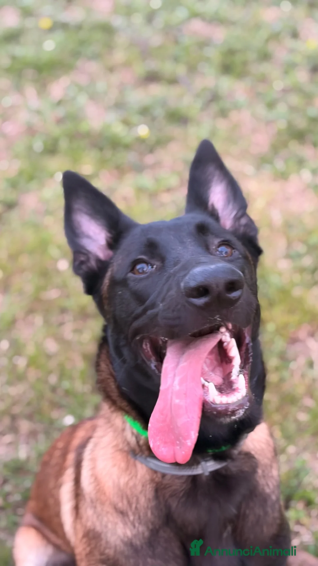 Pastore Belga cani in vendita: Vendo Pastore Belga a Città metropolitana di Palermo - Annuncio 6