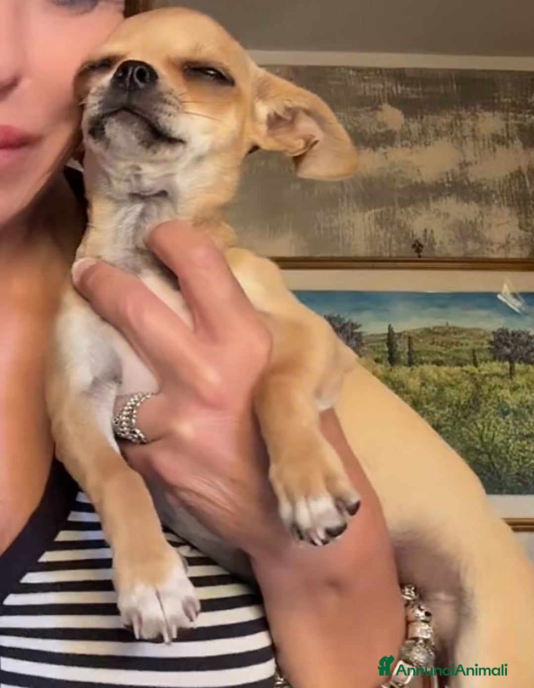 Chihuahua cani in vendita: Maschietto pedigree Enci/Fci RIMBORSO SPESE a Città metropolitana di Roma Capitale - Immagine 4